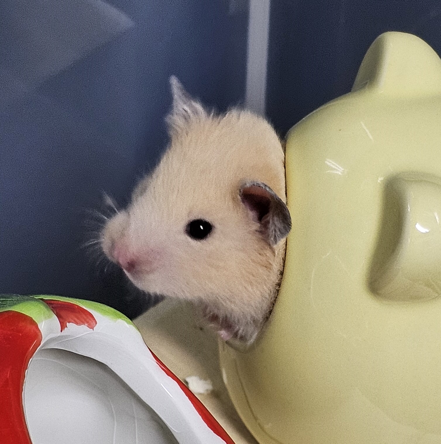 プロフィール画像